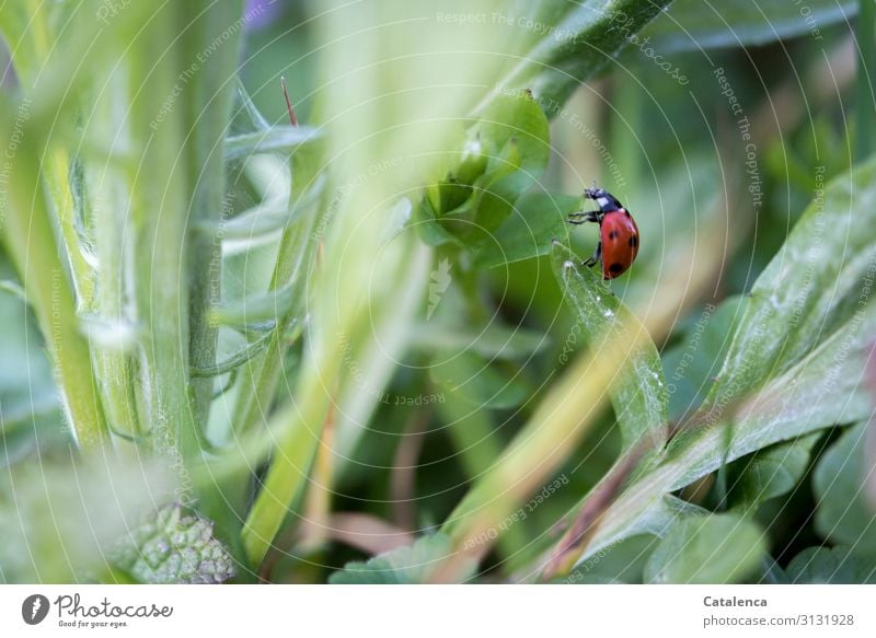 Marienkäfer krabbelt von einem Blatt zum nächsten Rot Weiß Tageslicht Garten krabbeln Insekt Käfer Tier Fauna Flora Natur Wiese Gras Pflanze Löwenzahn Sommer
