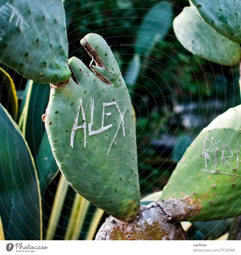 ALEX eins Kaktus Alexanderplatz schnitzen einritzen Buchstaben Schriftzeichen Erinnerung