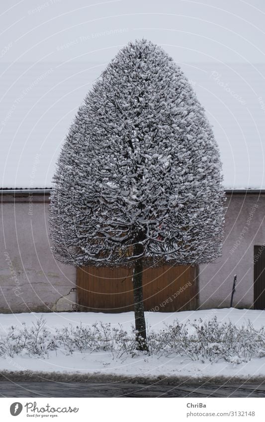 Winter im Dorf Natur Landschaft Pflanze Klima Wetter Eis Frost Schnee Schneefall Baum Park Kleinstadt Menschenleer Gebäude Tor Straße Wege & Pfade ästhetisch