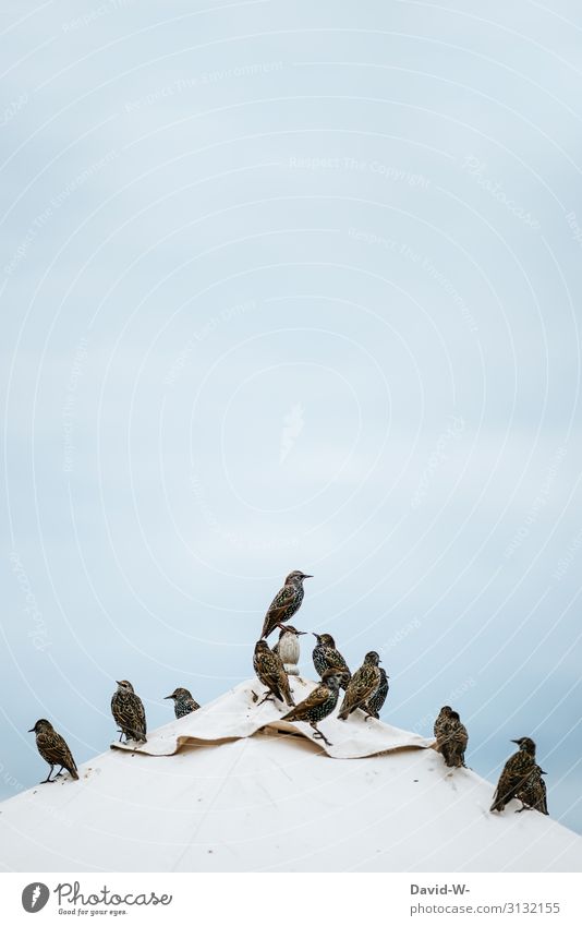 Vögel versammeln sich auf einem Dach Versammlung Ansprache Rede Rangordnung Führer König Stare Superstar
