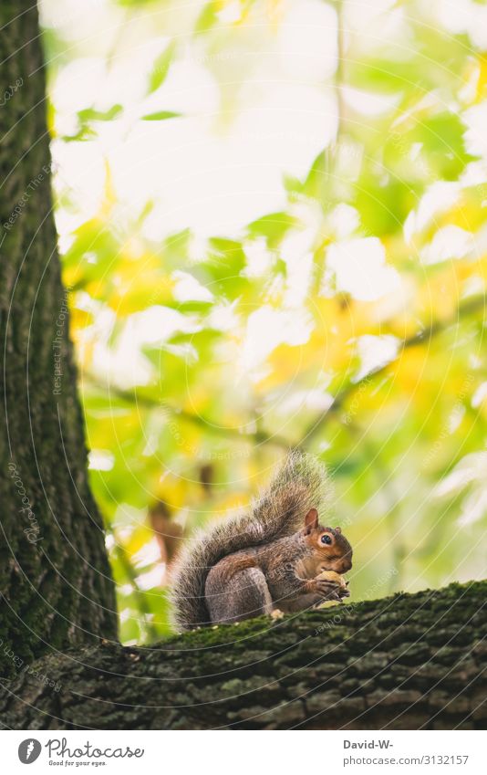 Eichhörnchen auf einem Baum isst eine Eichel Grauhörnchen essen niedlich sitzen Wintervorrat Ast