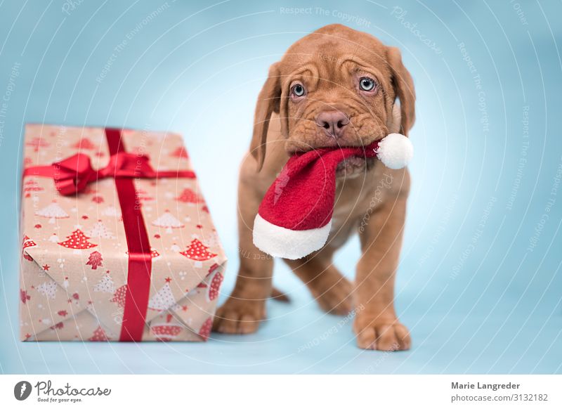 Kleiner Weihnachtshund Feste & Feiern Weihnachten & Advent Tier Haustier Hund Welpe 1 Tierjunges Nikolausmütze Geschenk Weihnachtsgeschenk niedlich blau rot