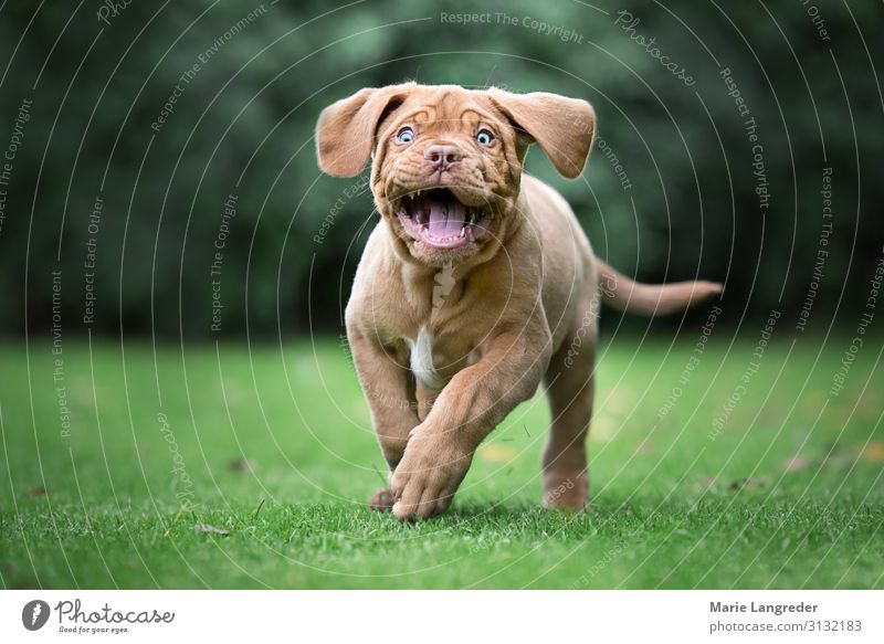 Lebensfreude Wiese Tier Haustier Hund Welpe 1 Bewegung laufen rennen Fröhlichkeit Glück niedlich positiv mehrfarbig grün Freude Frühlingsgefühle Kraft Tierliebe