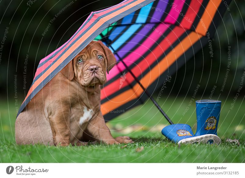 Hundswetter Frühling Herbst schlechtes Wetter Wind Regen Tier Haustier Welpe 1 Regenschirm Gummistiefel nass niedlich mehrfarbig Lebensfreude Tierliebe Klima