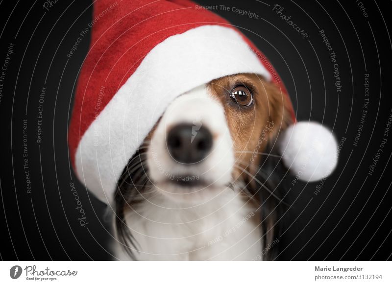 Weihnachtshund Weihnachten & Advent Tier Haustier Hund 1 rot schwarz Tierliebe Wunsch Farbfoto Innenaufnahme Studioaufnahme Nahaufnahme Textfreiraum oben