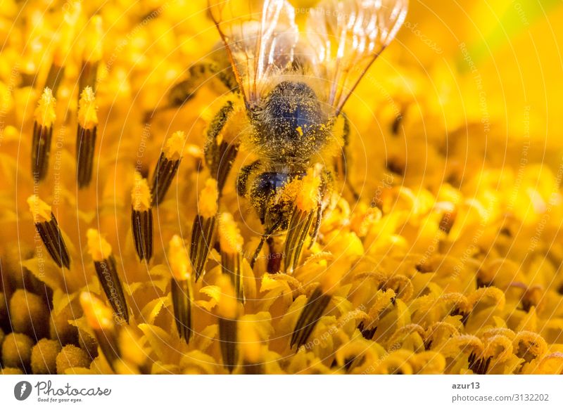 Honey bee covered with yellow pollen collecting sunflower nectar Sommer Umwelt Natur Klima Klimawandel Pflanze Garten Wiese Feld Tier Nutztier Biene 1 gelb