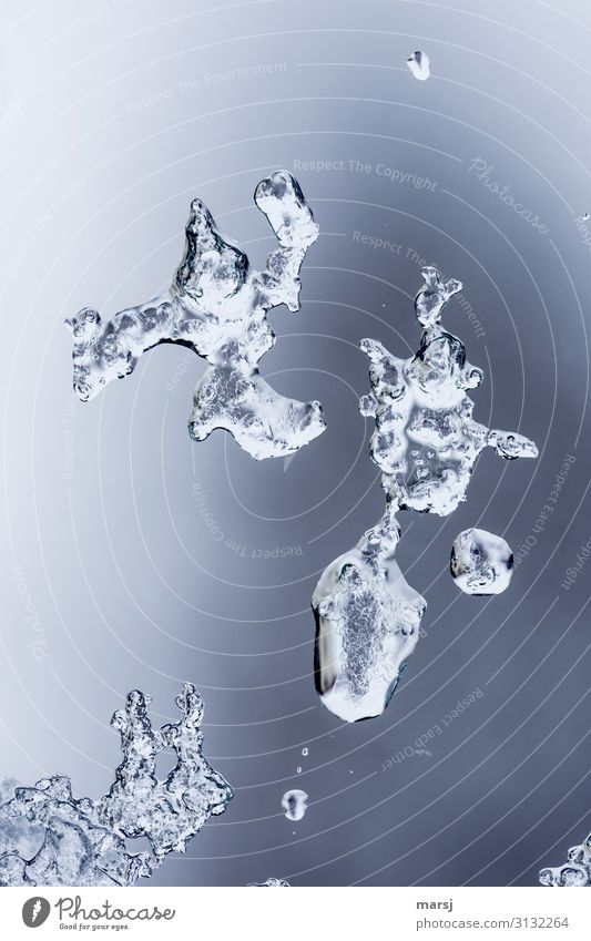 Eisige Überreste Winter Frost kalt natürlich Eisskulptur skurril Farbfoto Gedeckte Farben Nahaufnahme Makroaufnahme abstrakt Menschenleer Textfreiraum oben Tag