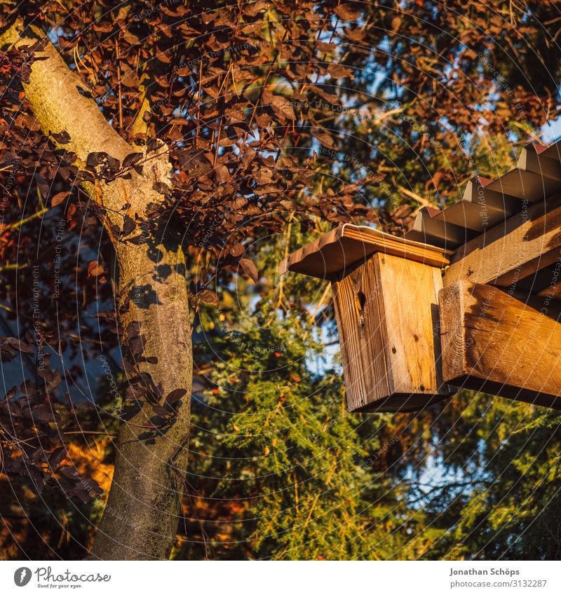 Vogelhaus an Schuppen im Garten Herbst Futterhäuschen mehrfarbig Gartenarbeit Hütte Außenaufnahme Abendsonne Tag Wärme Tier Umweltschutz Holz Schrebergarten