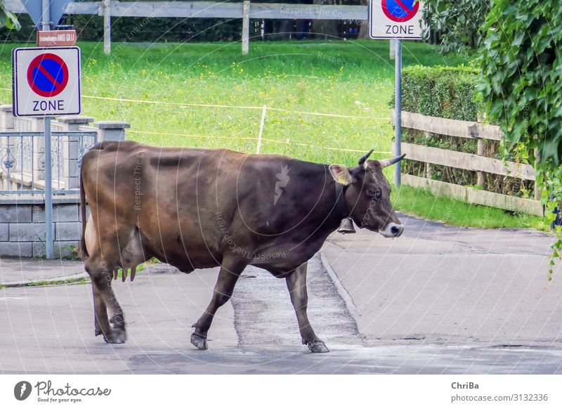 Hier nicht parken Natur Tier Oberstdorf Dorf Verkehr Verkehrswege Straße Kuh Haustier Nutztier 1 Zeichen Schilder & Markierungen Hinweisschild Warnschild