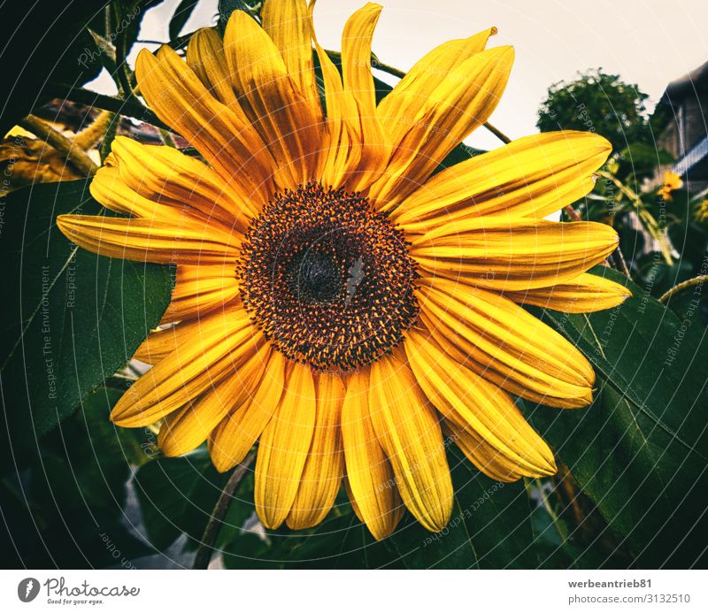 Letzte Sonnenblume im Herbst Stil Design schön Sommer Garten Hochzeit Geburtstag Natur Pflanze Blume Blüte Liebe frisch natürlich Romantik Reinheit geblümt