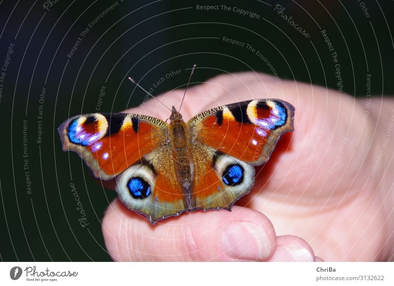 Tagpfauenauge auf der Hand Weiblicher Senior Frau Finger Umwelt Natur Tier Garten Schmetterling 1 berühren Erholung sitzen exotisch fantastisch nah blau