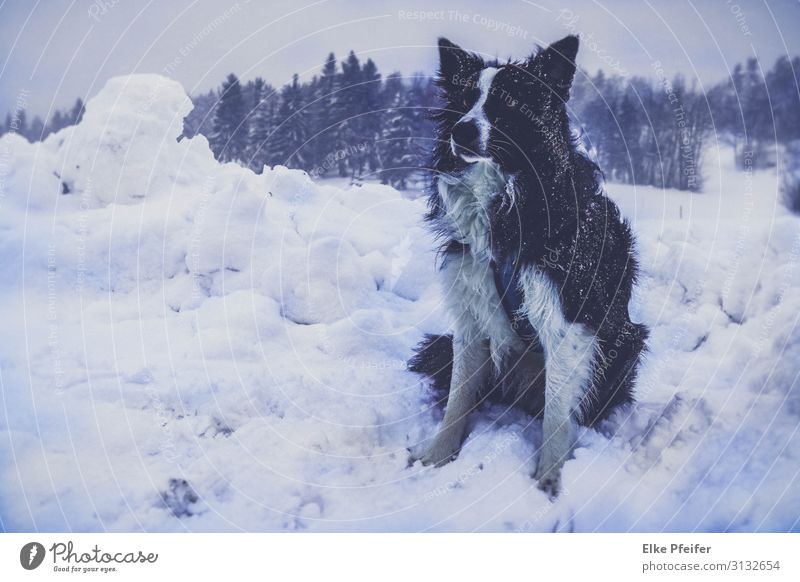 Bordercollie im Schneesturm Tier Haustier Hund 1 hören Coolness Stimmung Abenteuer Einsamkeit Freiheit Gedeckte Farben Außenaufnahme Menschenleer
