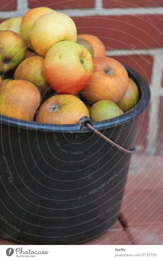 Apfelernte Äpfel Gartenobst Fallobst Obst Obsternte Vorrat Ernährung Bio saftig einfach organisch gesund frisch lecker reif süß Oktober Lebensmittel