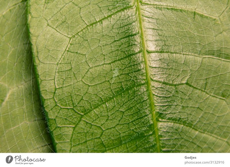 Makroaufnahme eines Pflanzenblattes Natur Blatt Grünpflanze Topfpflanze beobachten Wachstum glänzend saftig grün schön authentisch stagnierend Umwelt Blattadern