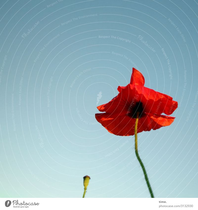 Red Hat Area | MultiMixUT Schönes Wetter Blume Blüte Mohn Mohnblüte stehen Wachstum Zusammensein ästhetisch Leben Tod Wandel & Veränderung Farbfoto