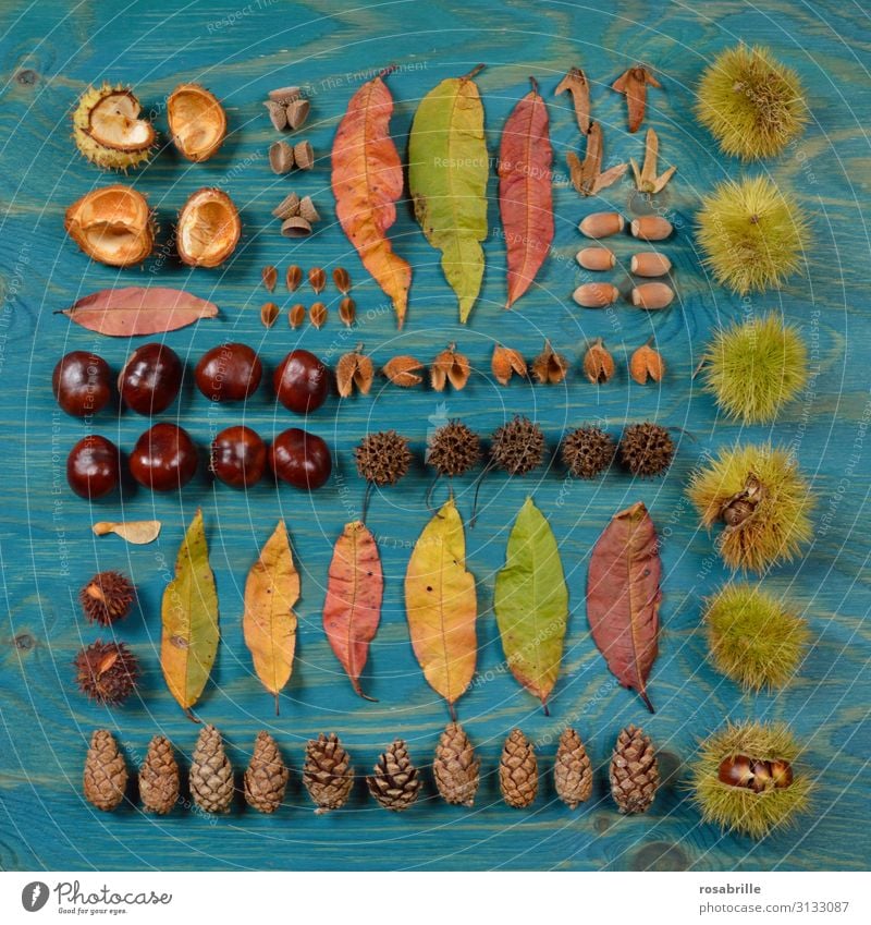 ordentlich aufgereiht ohne sich zu Pieksen | Fingerspitzengefühl Frucht Schalen & Schüsseln Natur Herbst Blatt Sammlung Holz Zusammensein stachelig gelb grün