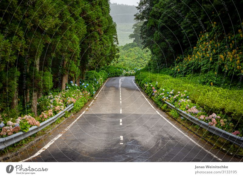 Landstraße auf Sao Miguel mit vielen blumen und Wald Ferien & Urlaub & Reisen Tourismus Ferne Insel Berge u. Gebirge wandern Wasser Sommer Klima Wetter