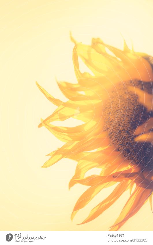 Sonnenblume im Wind Pflanze Blume Blüte hell natürlich gelb Stimmung Lebensfreude Idylle Leichtigkeit Natur Umwelt verträumt verweht Farbfoto Außenaufnahme