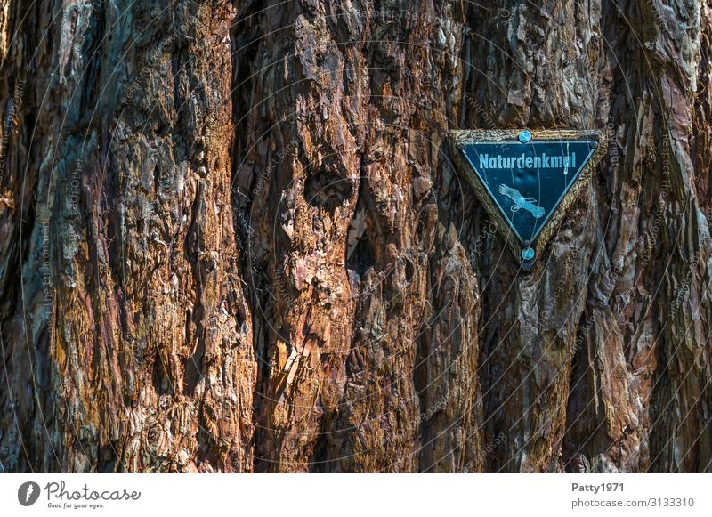 Naturdenkmalplakette an einem Mammutbaum Baum exotisch Sequoiadendron giganteum Baumrinde Strukturen & Formen Schilder & Markierungen alt natürlich braun