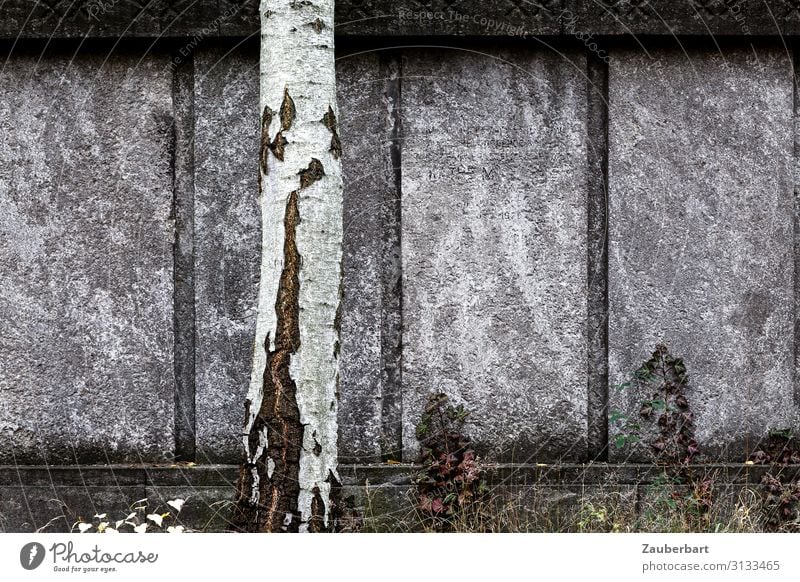 Graue Mauer mit Birkenstamm Skulptur Baum Friedhof Grab Grabstein Wand Stein stehen Traurigkeit fest grau weiß bescheiden Sorge Trauer Tod Einsamkeit