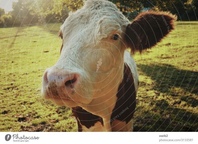 Urvieh Tier Herbst Schönes Wetter Wiese Weide Kuh 1 beobachten Denken Blick groß nah Neugier Akzeptanz Vertrauen friedlich achtsam Vorsicht Gelassenheit