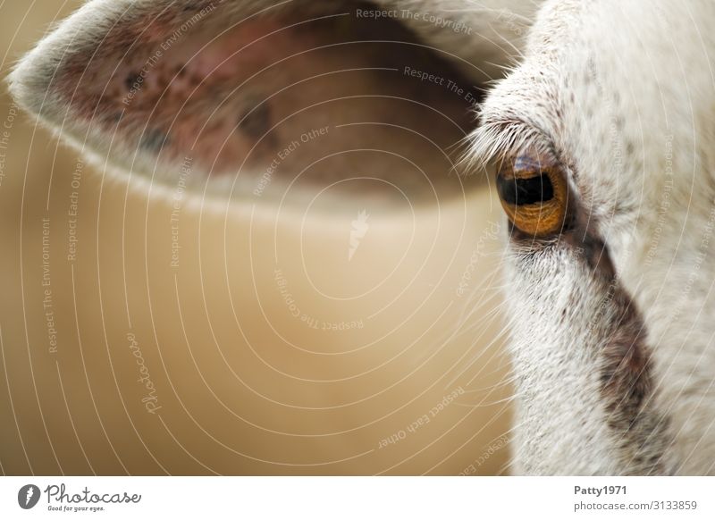 Schafauge Nutztier Auge Ohr 1 Tier natürlich braun weiß Gelassenheit ruhig Identität einzigartig Natur Farbfoto Außenaufnahme Nahaufnahme Detailaufnahme