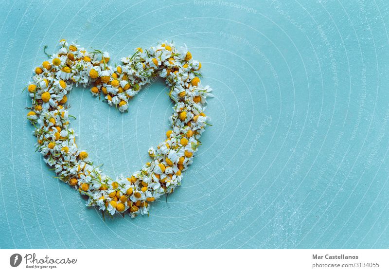 Herz aus Kamillenblüten. Kopierbereich Kräuter & Gewürze Bioprodukte trinken Heißgetränk Lifestyle Freude Gesundheitswesen Medikament Wellness harmonisch