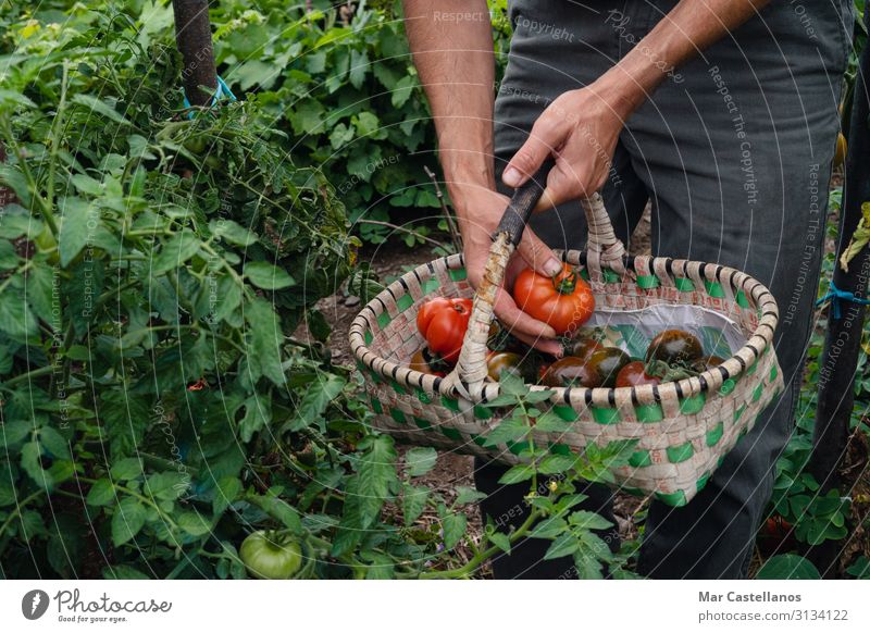 Pflücken von reifen Tomaten von Hand im Korb. Gemüse Vegetarische Ernährung Lifestyle Gesundheit Wellness Sommer Gartenarbeit Landwirtschaft Forstwirtschaft