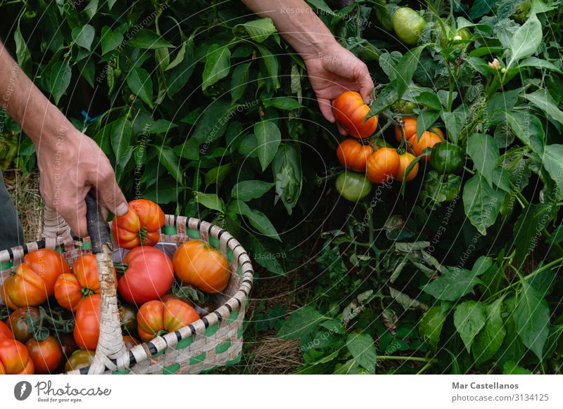 Mann Hand sammelt reife Tomaten im Bio-Garten im Korb. Lebensmittel Gemüse Ernährung Vegetarische Ernährung Sommer Gartenarbeit Landwirtschaft Forstwirtschaft