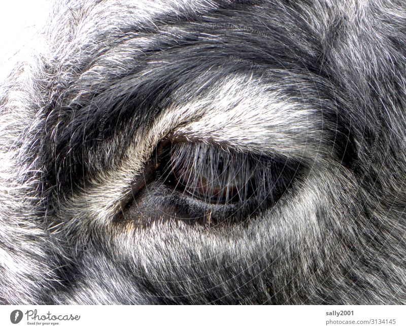 schöne lange und dichte Wimpern... Auge Kuh Rind Blick Augenblick Tierporträt Fell Nutztier Landwirtschaft grau meliert Tiergesicht Außenaufnahme Augenlid