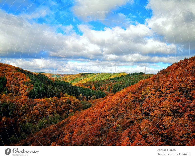 Farbenfroher Wald Natur Landschaft Himmel Wolken Sonnenlicht Herbst Schönes Wetter Baum mörsdorf atmen beobachten Denken Erholung genießen laufen Blick träumen