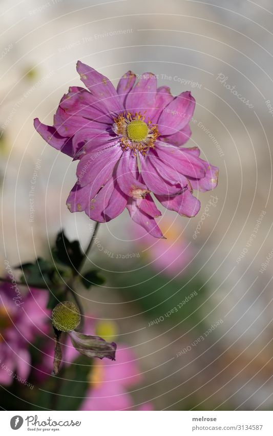 rosa Blume elegant Stil Natur Sommer Schönes Wetter Pflanze Sträucher Blatt Blüte Wildpflanze Anemonen Knollengewächse Blütenpflanzen Park Perspektive verrückt
