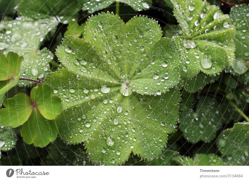 Nachbarschaften | botanisch gesehen Pflanzen Regentropfen grün Natur Blätter Umwelt Botanik natürlich eng