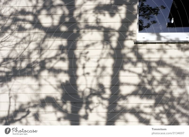 Schatten auf der Hauswand Fassade Baum Fenster Spiegelung Außenaufnahme Gebäude Menschenleer Licht Farbfoto