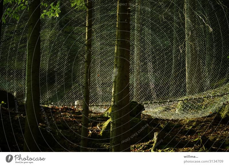 schutz und ausgrenzung III Wald Netz netzartig Schutz Sicherheit Barriere Maschendraht gefährlich Forstwirtschaft Tourismus Baum Farbfoto Außenaufnahme