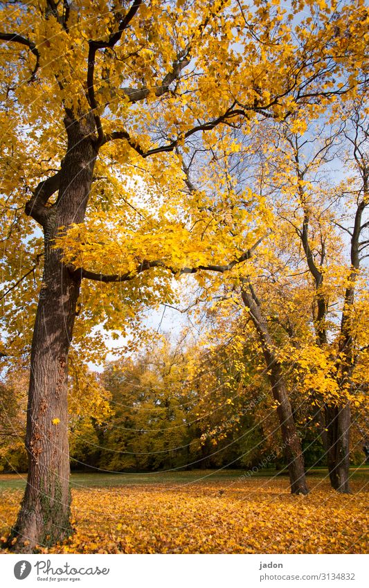 goldner herbst. Erntedankfest Gemälde Umwelt Natur Landschaft Pflanze Himmel Sonnenlicht Herbst Baum Gras Park blau mehrfarbig gelb orange Gelassenheit