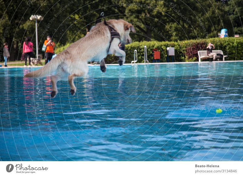 Hundeleben: Badespaß Schwimmbad Schwimmen & Baden Ferien & Urlaub & Reisen Ausflug Luft Wasser Sonne Sonnenlicht Tier atmen Bewegung Erholung Fitness genießen