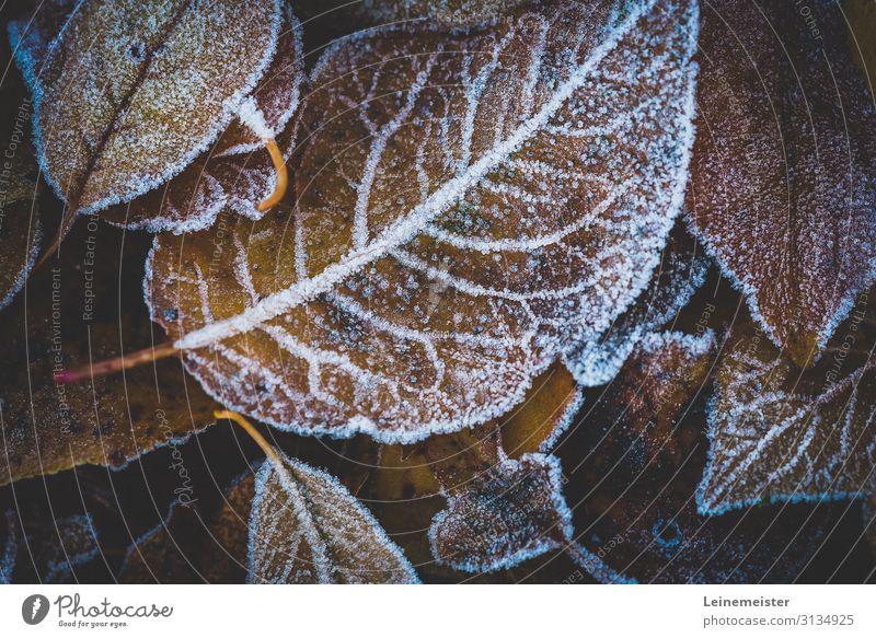 Blätter im Herbst überzogen mit Raureif Frost kalt Herbstlaub herbstlich Makroaufnahme Nahaufnahme braun Winter