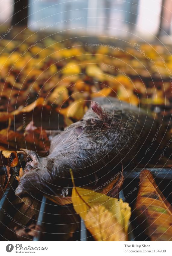 Das Ende der Welt Natur Wetter Manchester Stadt Menschenleer Wildtier Tiergesicht Ratte 1 alt Häusliches Leben Armut gelb Tod Einsamkeit Angst Entsetzen