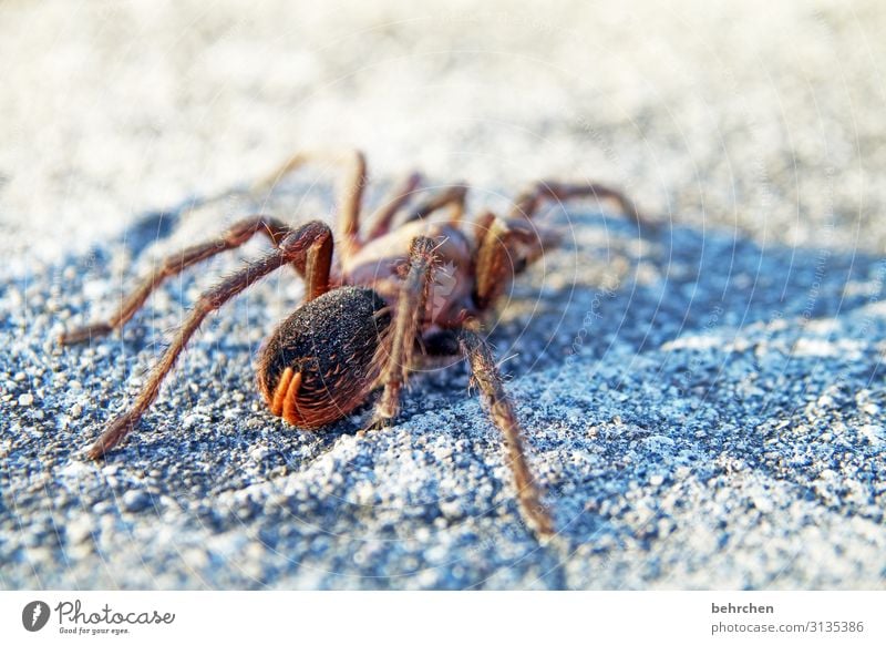 geräusch | angstschrei Tier Wildtier Spinne Costa Rica Natur Gefahr giftig Angst besonders beeindruckend Außenaufnahme Nahaufnahme Ferien & Urlaub & Reisen