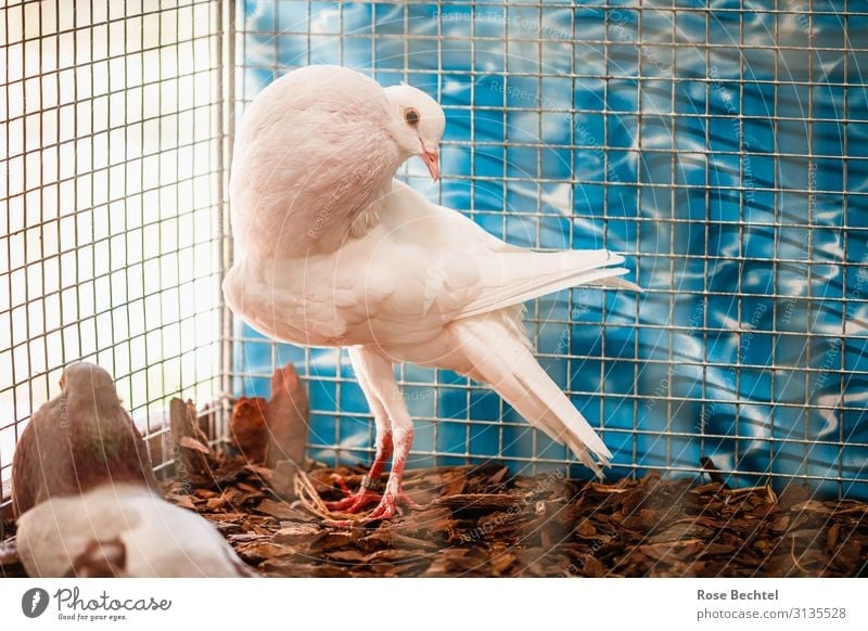 Hochzeitstaube im Käfig Tier Nutztier Vogel Taube 1 warten weiß Dekadenz Käfighaltung Brieftaube hochzeitstaube überzüchtet tierleid Farbfoto Innenaufnahme