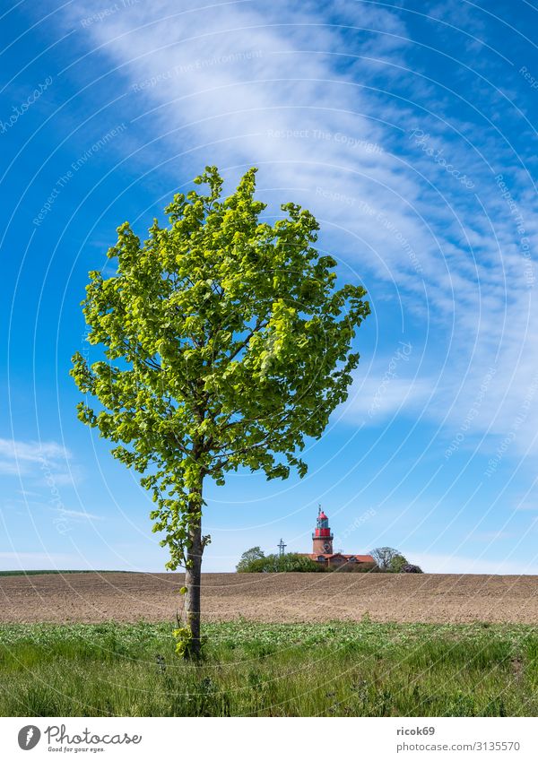 Baum und Leuchtturm in Bastorf Erholung Ferien & Urlaub & Reisen Tourismus Sommer Landwirtschaft Forstwirtschaft Natur Landschaft Wolken Feld Küste Ostsee