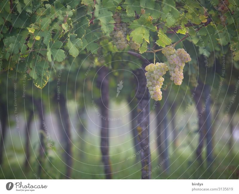 Im Wingert Landwirtschaft Forstwirtschaft Winzer Sommer Herbst Nutzpflanze Wein Weinblatt Weinberg Duft ästhetisch authentisch frisch positiv gelb grau grün