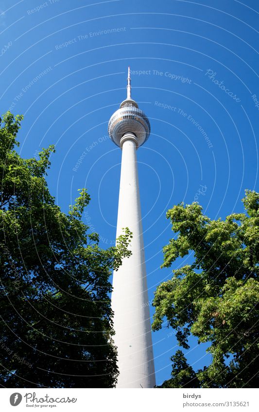 Fernsehturm Berlin Wolkenloser Himmel Sommer Schönes Wetter Baum Sehenswürdigkeit Berliner Fernsehturm authentisch hoch positiv dünn blau grün weiß ästhetisch