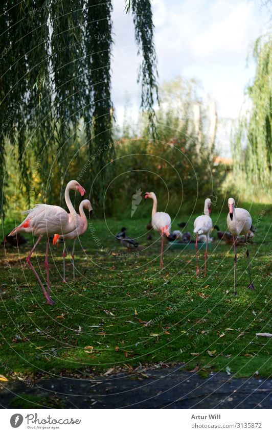 Flamingos Natur Landschaft Herbst Park Tier Wildtier Zoo Streichelzoo Tiergruppe Herde ästhetisch schön rosa Fröhlichkeit Begeisterung Farbfoto Außenaufnahme