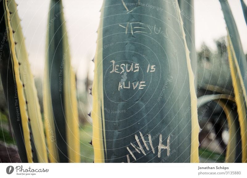 Jesus is alive Auferstehung Christus Ostern Kaktus Garten Gethsemane Ölberg Jerusalem Israel auferstehen analog retro vintage geritzt Tag Schrift Glaube