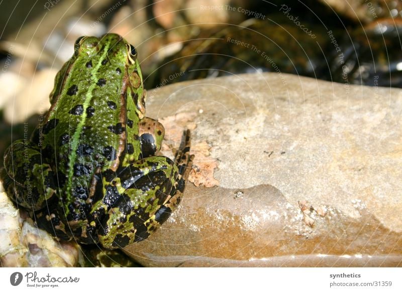 BLICKWINKEL Quaken Frosch Stein Blick sitzen