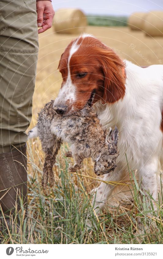 irish setter mit übungsbeute Jagd Landwirtschaft Forstwirtschaft Beine Natur Feld Haustier Nutztier Hund Arbeit & Erwerbstätigkeit lernen tragen gewissenhaft