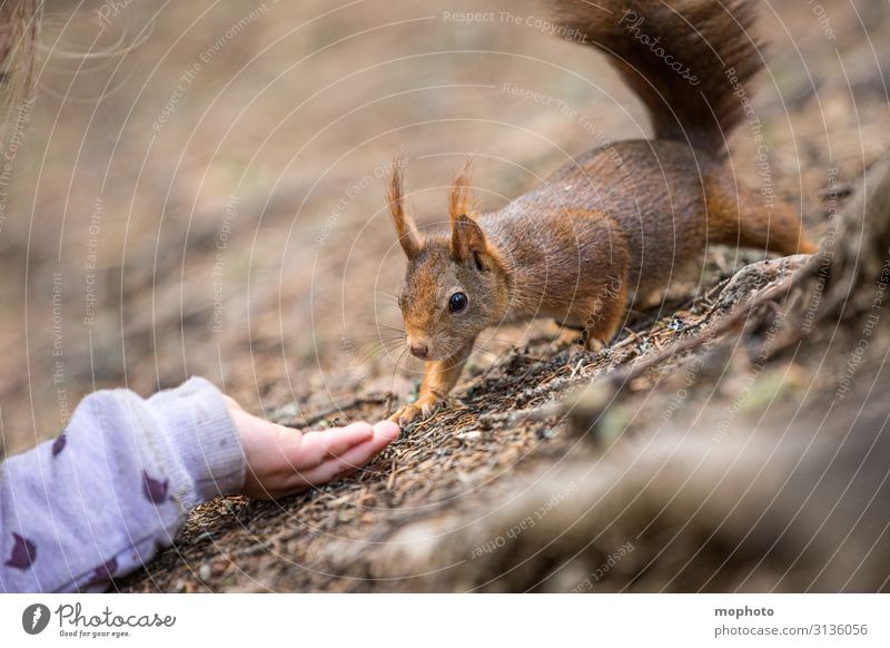 Eichhörnchen füttern #5 Essen Ferien & Urlaub & Reisen Ausflug Kind Mensch Mädchen Hand 3-8 Jahre Kindheit Natur Tier Wald Wildtier 1 Fressen sitzen warten