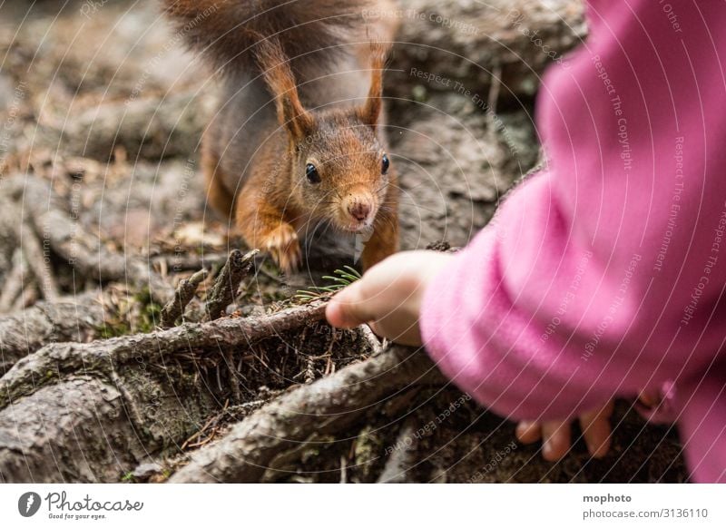Eichhörnchen füttern #6 Essen Ferien & Urlaub & Reisen Ausflug Kind Mensch Mädchen Hand 1 3-8 Jahre Kindheit Natur Tier Frühling Wald Wildtier Fressen sitzen